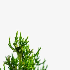 Hollywood Juniper -The Tree Center Hollywood Juniper 5G 04 copy 600x600 1