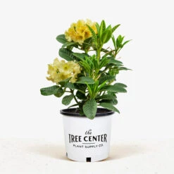 Honey Butter Rhododendron -The Tree Center Honey Butter Rhododendron 2G 01 1 600x600 1
