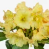 Honey Butter Rhododendron
