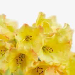 Honey Butter Rhododendron -The Tree Center Honey Butter Rhododendron 2G 03 copy 1 600x600 1