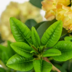 Honey Butter Rhododendron -The Tree Center Honey Butter Rhododendron 2G 05 copy 1 600x600 1