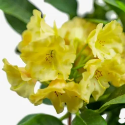 Honey Butter Rhododendron -The Tree Center Honey Butter Rhododendron 2G 06 copy 1 600x600 1