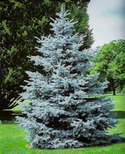 Hoopsii Blue Spruce -The Tree Center Hoopsii Blue Spruce 01 600x739 1