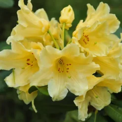Hotie Rhododendron -The Tree Center Hotie Rhododendron 1 copy jpg