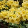 Hotie Rhododendron