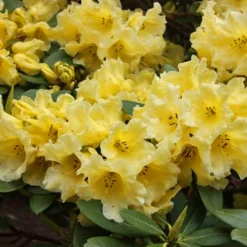 Hotie Rhododendron