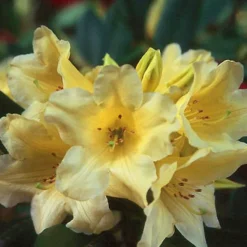 The Tree Center -The Tree Center Hotie Rhododendron 3 copy jpg