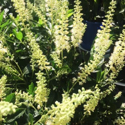 Hummingbird Summersweet