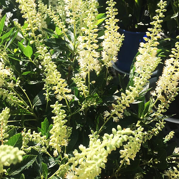 Hummingbird Summersweet 1 Hummingbird Summersweet