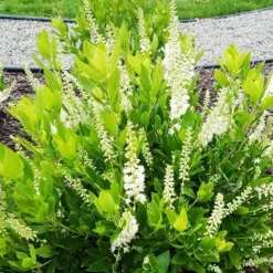 Hummingbird Summersweet 7 Hummingbird Summersweet -The Tree Center Hummingbird Summersweet 4 copy jpg webp