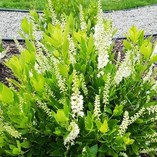 Hummingbird Summersweet 4 Hummingbird Summersweet - Image 4