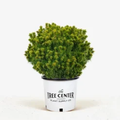 Humpty Dumpty Alberta Spruce -The Tree Center Humpty Dumpty Alberta Spruce 3G 01 jpg 600x600 1