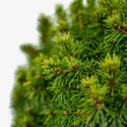 Humpty Dumpty Alberta Spruce -The Tree Center Humpty Dumpty Alberta Spruce 3G 02 600x600 1