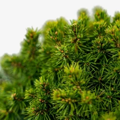 Humpty Dumpty Alberta Spruce -The Tree Center Humpty Dumpty Alberta Spruce 3G 05 600x600 1