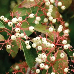 Huron® Dogwood -The Tree Center Huron Dogwood 1 copy jpg