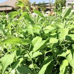 Huron® Dogwood -The Tree Center Huron Dogwood 3 copy jpg webp