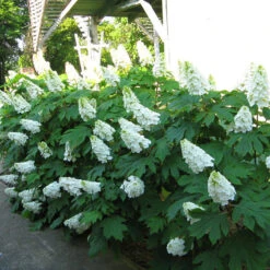 Alice Oakleaf Hydrangea -The Tree Center Hydrangea Alice Oakleaf 01 600x599 1
