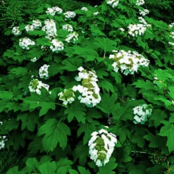 Alice Oakleaf Hydrangea