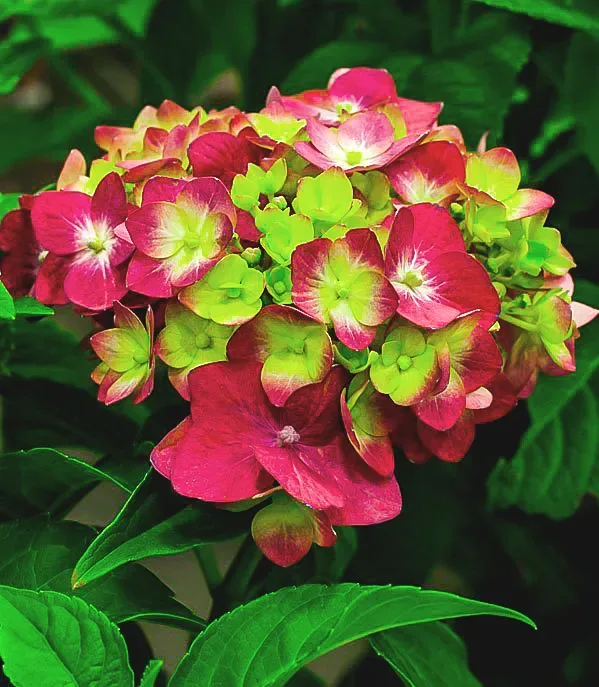 Pistachio Hydrangea 3 Pistachio Hydrangea - Image 3