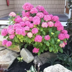 Pia Hydrangea -The Tree Center Hydrangea macrophylla Pia 1 copy jpg webp