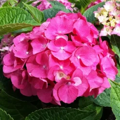 Pia Hydrangea