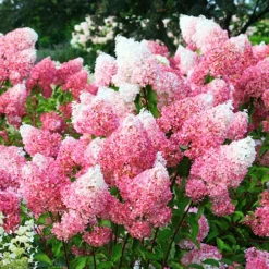 Berry White® Hydrangea -The Tree Center Hydrangea paniculata Renba 1 copy jpg