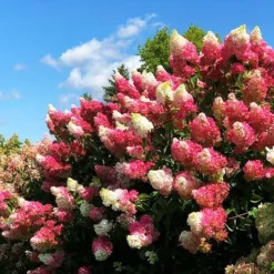 Berry White® Hydrangea -The Tree Center Hydrangea paniculata Renba 4 copy jpg webp