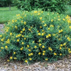 Blue Velvet St. Johnswort -The Tree Center Hypericum Blue Velvet 1 copy jpg webp