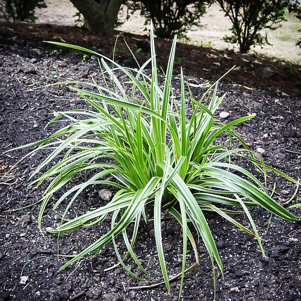 Ice Dance Sedge 1 Ice Dance Sedge