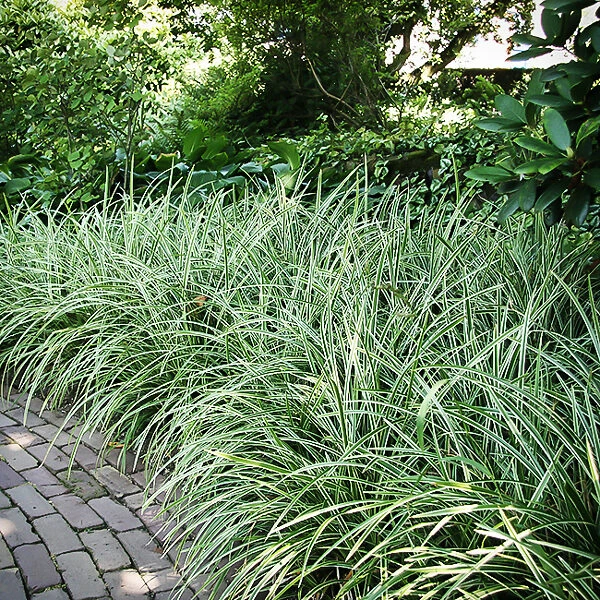 Ice Dance Sedge 2 Ice Dance Sedge - Image 2