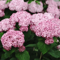 Incrediball® Blush Hydrangea -The Tree Center Incrediball® Blush Hydrangea 2 600x600 1