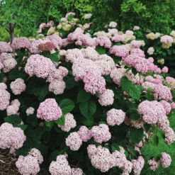 Incrediball® Blush Hydrangea