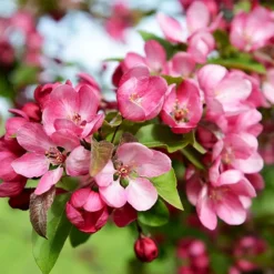 Indian Magic Crabapple Tree -The Tree Center Indian Magic Crabapple Tree 1 copy 600x600 1