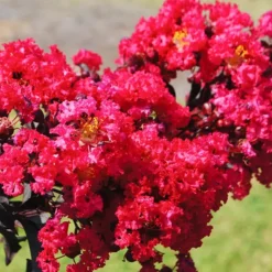 Indulgence® Raspberry Gelato Crape Myrtle