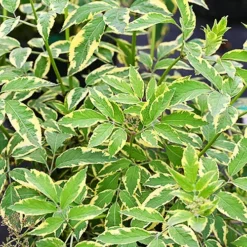 Instant Karma Elderberry -The Tree Center Instant Karma Elderberry 3 copy jpg webp