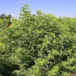 Instant Karma Elderberry -The Tree Center Instant Karma Elderberry 4 copy jpg webp