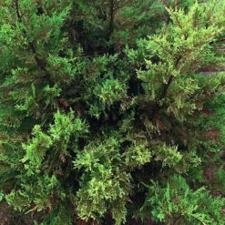 Irish Eyes Cypress -The Tree Center Irish Eyes Cypress 2 copy jpg