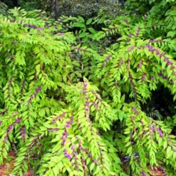 Issai Beautyberry 7 Issai Beautyberry -The Tree Center Issai Beautyberry 2 copy jpg webp