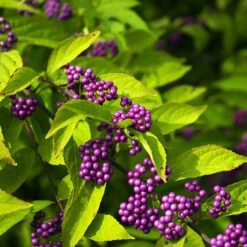 Issai Beautyberry 9 Issai Beautyberry -The Tree Center Issai Beautyberry 3 copy 600x600 1