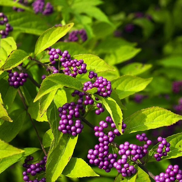 Issai Beautyberry 5 Issai Beautyberry - Image 5