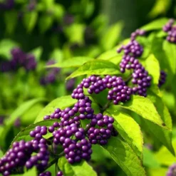 Issai Beautyberry 8 Issai Beautyberry -The Tree Center Issai Beautyberry 4 copy jpg webp