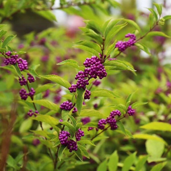 Issai Beautyberry 2 Issai Beautyberry - Image 2