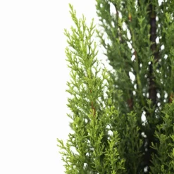 Italian Cypress -The Tree Center Italian Cypress 7G 03 600x600 1