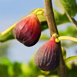 Italian Everbearing Fig -The Tree Center Italian Everbearing Fig 1 copy jpg webp