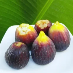 Italian Everbearing Fig -The Tree Center Italian Everbearing Fig 2 copy jpg webp