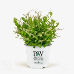 Itea Little Henry® 8 Itea Little Henry® -The Tree Center Itea Little Henry 3G 01 1 600x600 1