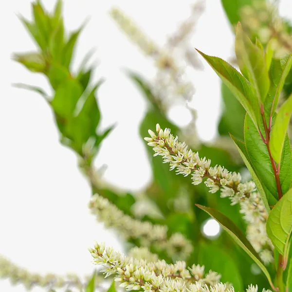 Itea Little Henry® 1 Itea Little Henry®