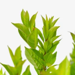 Itea Little Henry® 7 Itea Little Henry® -The Tree Center Itea Little Henry 3G 06 copy 1 600x600 1