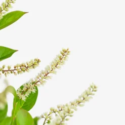 Itea Little Henry® 9 Itea Little Henry® -The Tree Center Itea Little Henry 3G 07 copy 1 600x600 1