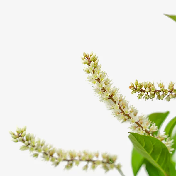 Itea Little Henry® 2 Itea Little Henry® - Image 2